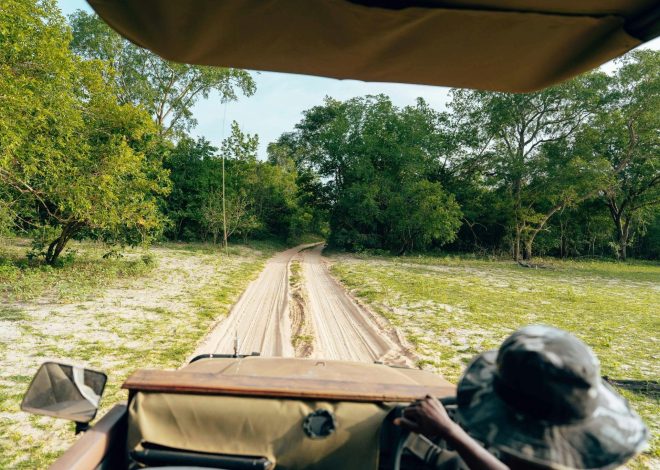 How to Choose the Best Safari in Africa for Adventure Seekers?