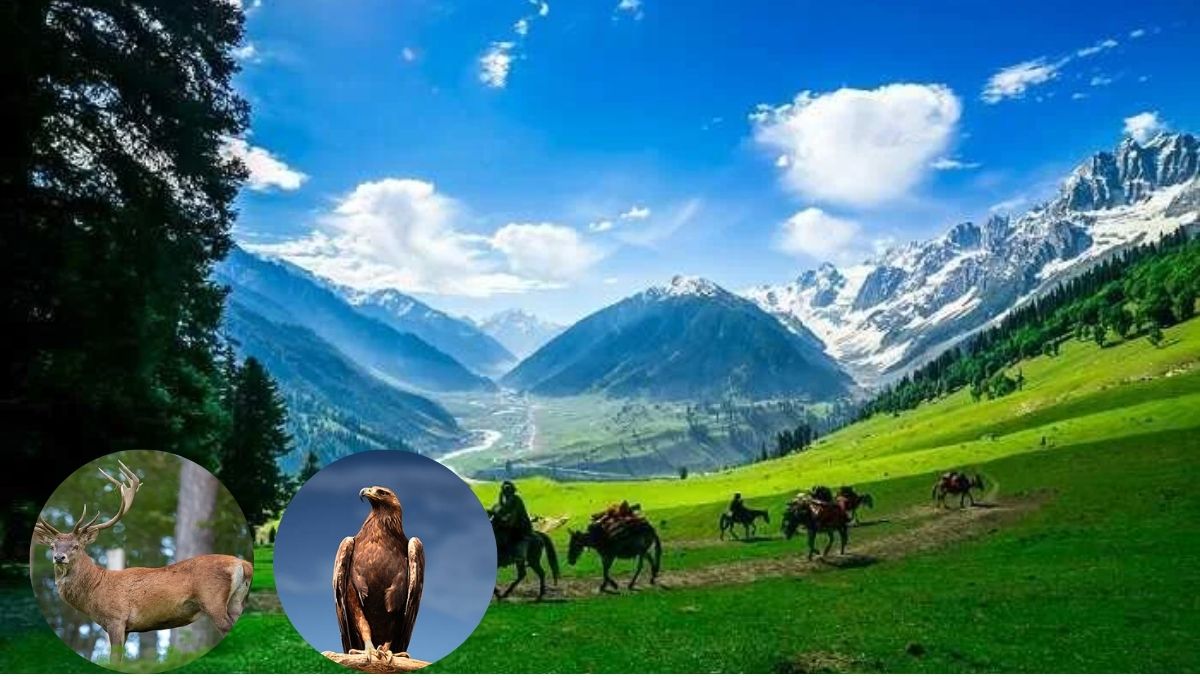 Flora and Fauna of Kashmir