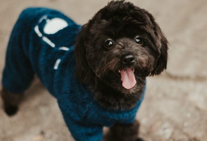 Exploring the Pet Clothing Market: Trends, Forecasts, and Insights (2024-2032)