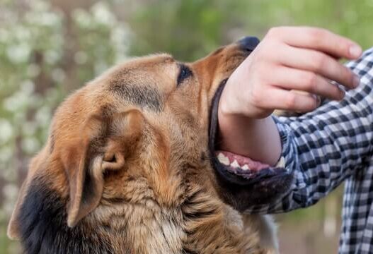 employee dog bite prevention