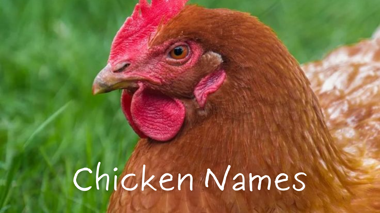 Best Chicken Names