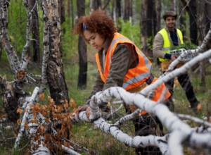 Benefits of Professional Tree Pruning for Homeowners