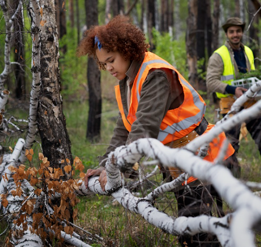 Benefits of Professional Tree Pruning for Homeowners