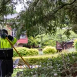 What Services Should You Expect from Local Tree Care Professionals?