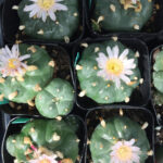 The Peyote Cactus: A Cultural and Botanical Exploration