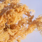 How Sea Moss is Revolutionizing the Health and Wellness Industry