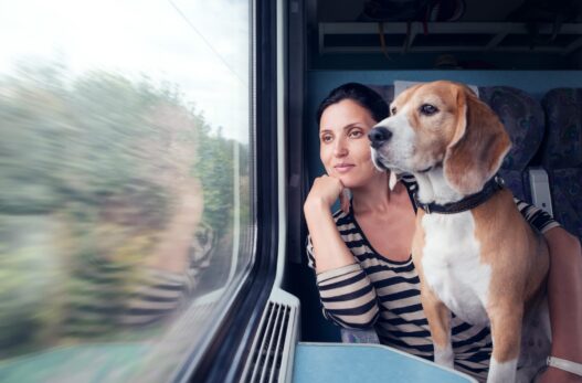 Tips for Traveling with Your Pet: Must-Have Accessories