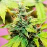 White Gummy Strain: You Need to Know Before Your First Try