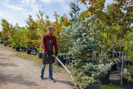 Tree care