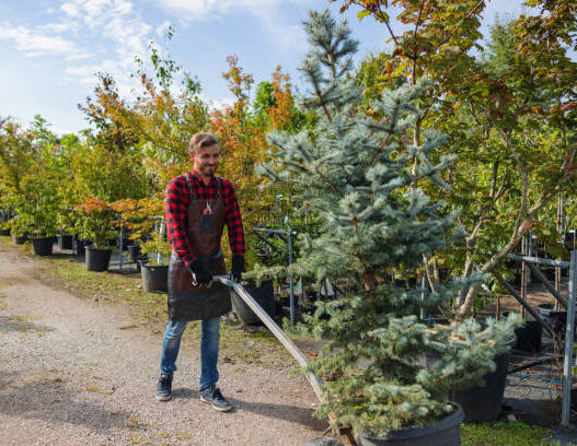 Tree care