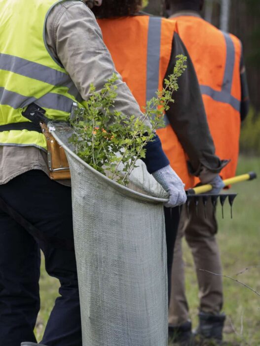 affordable tree service