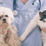 Companion Animal Healthcare Market