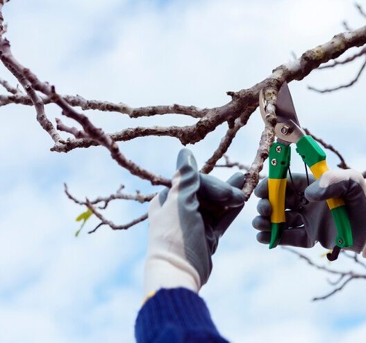 Tree Trimming Services