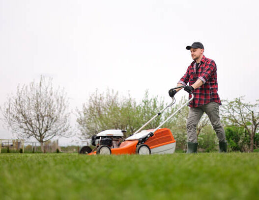 Garden maintenance tips for a lush, healthy outdoor space.