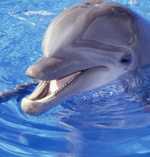 Dolphin