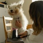 dog grooming at home