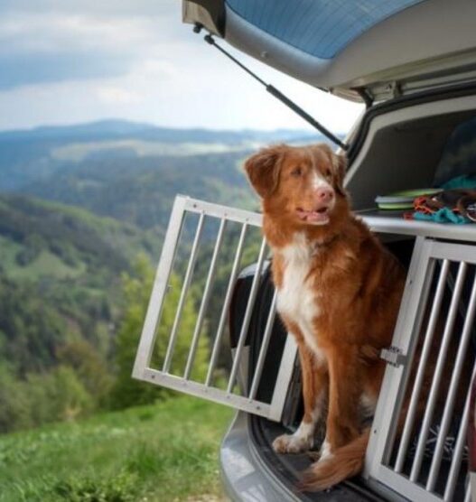 Pet Travel