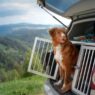 Pet Travel