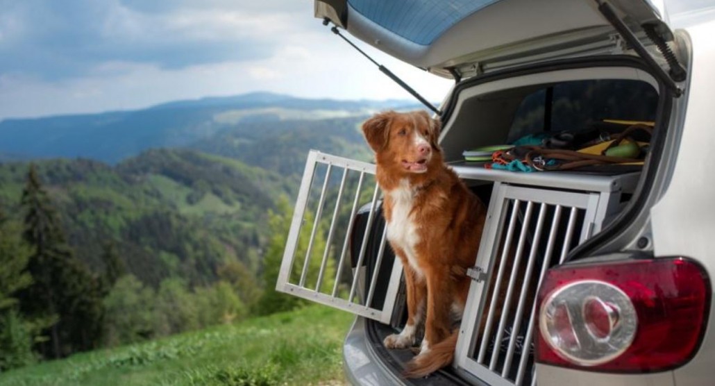 Pet Travel