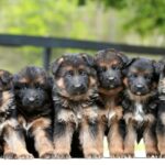 German Shepherd Puppies
