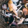mushroom coffee recipies