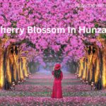 original cherry blossom in hunza