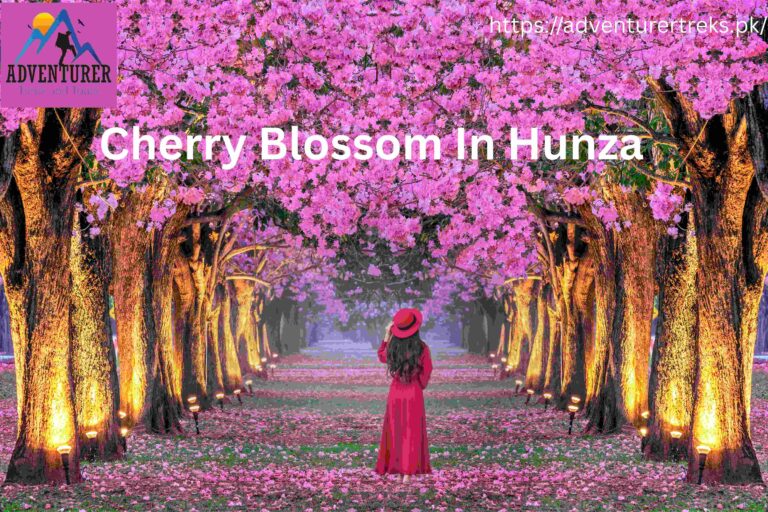 original cherry blossom in hunza