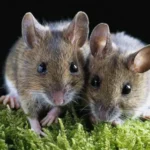 mice control in indianapolis