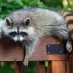 raccoon removal