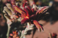Best Exotic THCA Flower