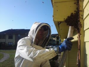 Understanding How a Bee Infestation Develops Over Time
